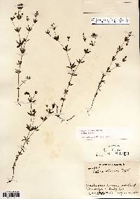 Galium obtusum image