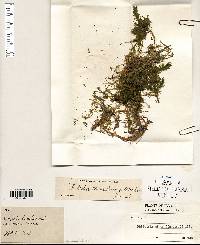 Elodea canadensis image