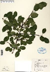 Rhamnus cathartica image