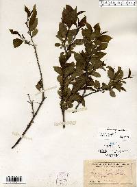 Rhamnus lanceolata image