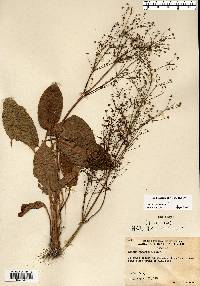 Alisma subcordatum image