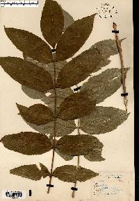 Fraxinus nigra image