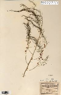 Asparagus officinalis image