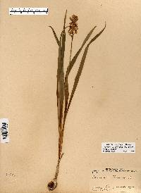 Camassia scilloides image