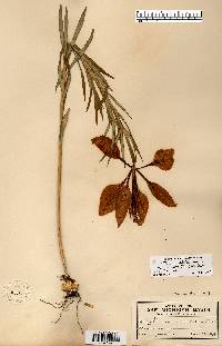 Lilium philadelphicum var. andinum image