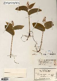 Maianthemum canadense var. interius image