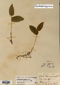 Maianthemum canadense var. interius image