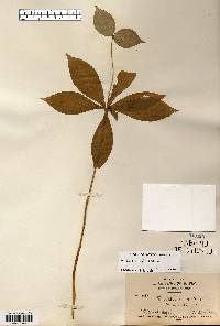 Medeola virginiana image