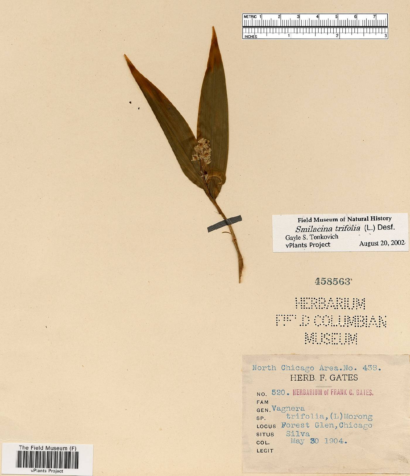 Smilacina trifolia image