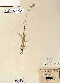 Triantha glutinosa image