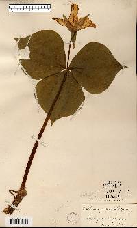 Trillium grandiflorum image