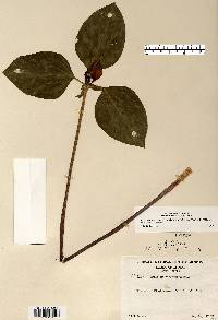 Trillium recurvatum image