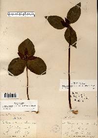 Trillium recurvatum image