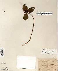 Trillium recurvatum image