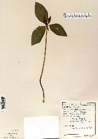 Trillium recurvatum image