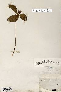 Trillium recurvatum image