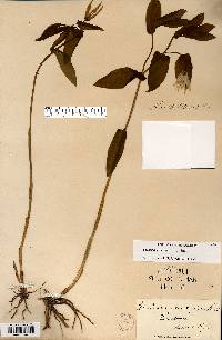 Uvularia grandiflora image