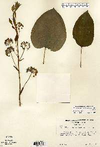 Smilax ecirrhata image