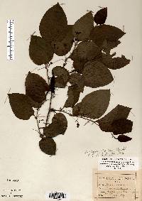 Smilax tamnoides image