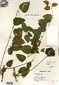 Smilax lasioneura image