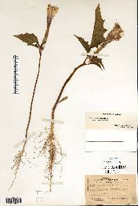 Datura stramonium image