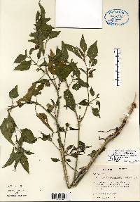 Physalis longifolia image