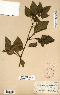 Solanum ptychanthum image