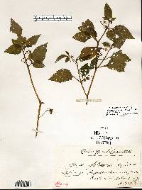 Solanum ptychanthum image