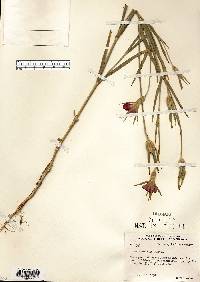 Agrostemma githago image
