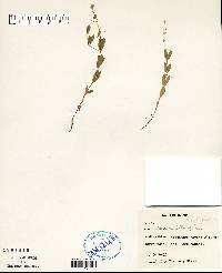 Moehringia lateriflora image