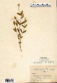 Moehringia lateriflora image