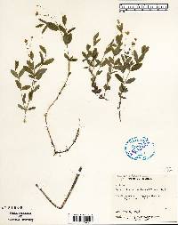 Moehringia lateriflora image