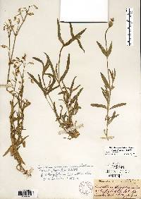 Cerastium arvense image