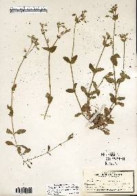 Cerastium fontanum image