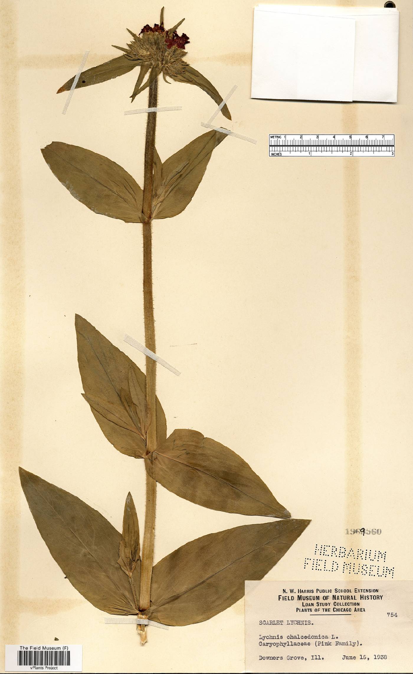 Silene chalcedonica image