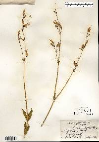 Silene csereii image