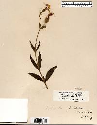 Silene latifolia image