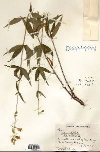 Silene stellata image