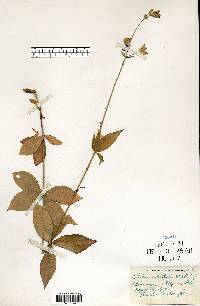 Silene stellata image