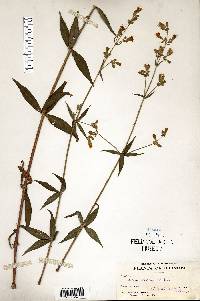 Silene stellata image