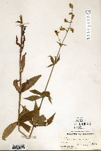 Silene stellata image