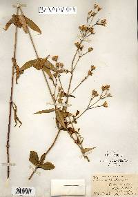 Silene stellata image