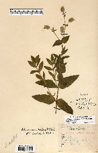 Silene vulgaris image