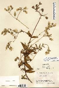 Silene vulgaris image