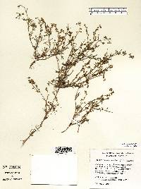 Spergularia salina image