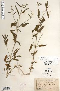 Atriplex patula image