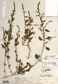 Atriplex prostrata image