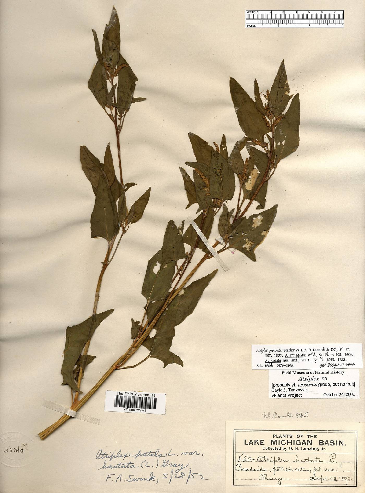 Atriplex prostrata image