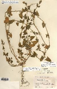 Atriplex prostrata image