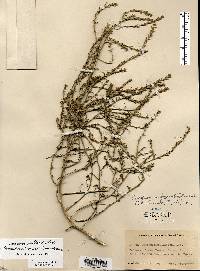 Corispermum pallasii image